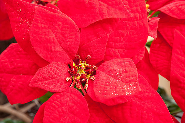 Poinsettia stock photo