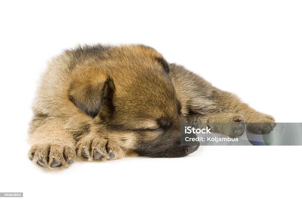 Śpiąca puppy odizolowany na białym tle. - Zbiór zdjęć royalty-free (Bez ludzi)