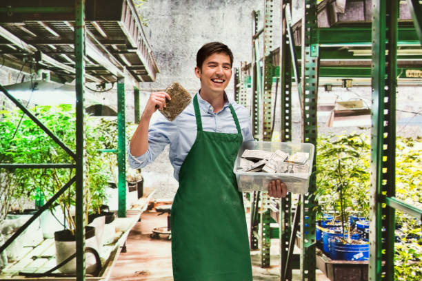 istock Man showing how profitable the marijuana business is 950628608
