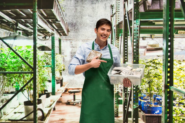 istock Man showing how profitable the marijuana business is 950628660