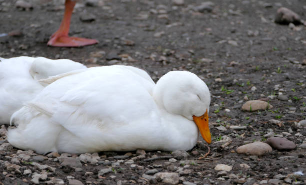 istock Goose on a country farm 950629072