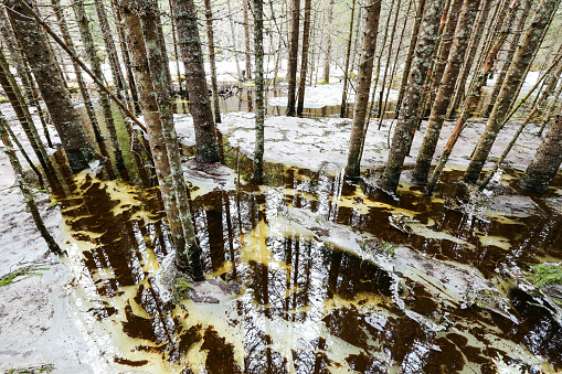 Spring flood in the wild forest, with the trees standing and reflecting in the water. Melting snow and ice on the swamp. Spring in Norway.