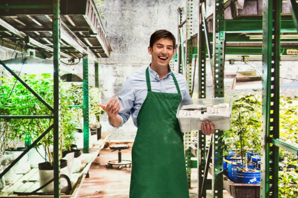 istock Man showing how profitable the marijuana business is 950629170