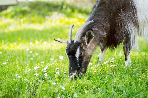 istock Goat on a pasture and a gren grass 950629256