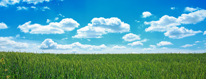 Summer wheat field with blue sky and white big clouds.