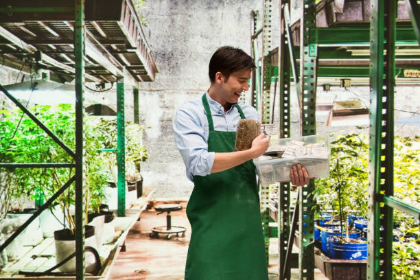 istock Man showing how profitable the marijuana business is 950629582