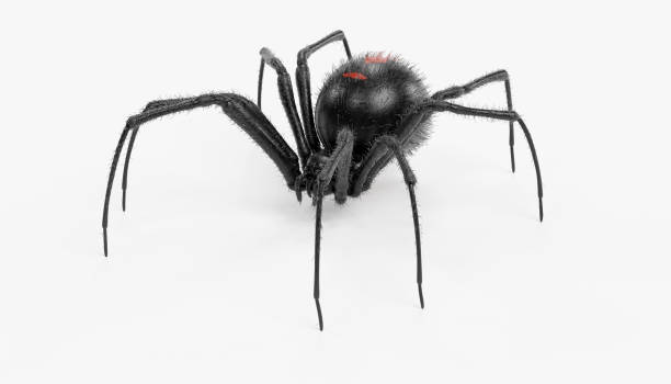 istock Realistic 3D Render of Black Widow Spider 950630246
