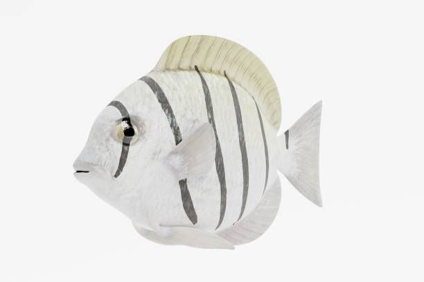 istock Realistic 3d Render of Convict Tang Fish 950630386