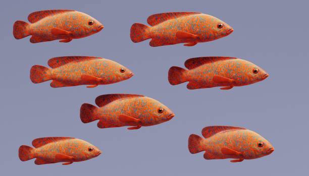 istock Realistic 3d Render of Coral Grouper 950630400