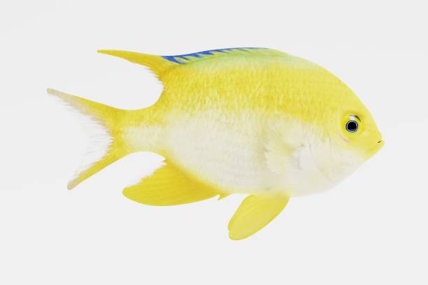 istock Realistic 3d Render of Golden Damsel Fish 950630412