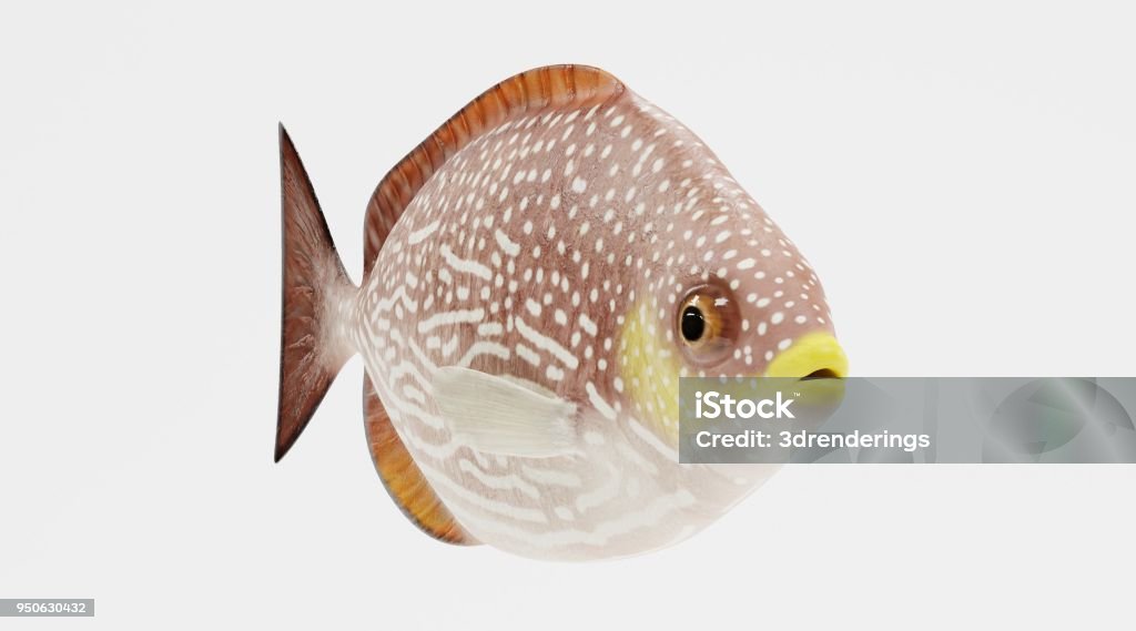 Fish Java Rabbistfish Realistic 3d Render Of Java Rabbitfish Stock Photo - Download Image Now ...