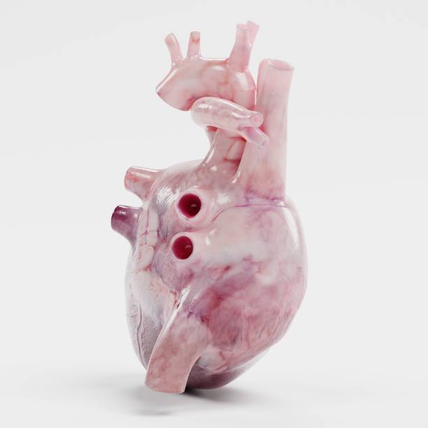 istock Realistic 3d Render of Human Heart 950630436