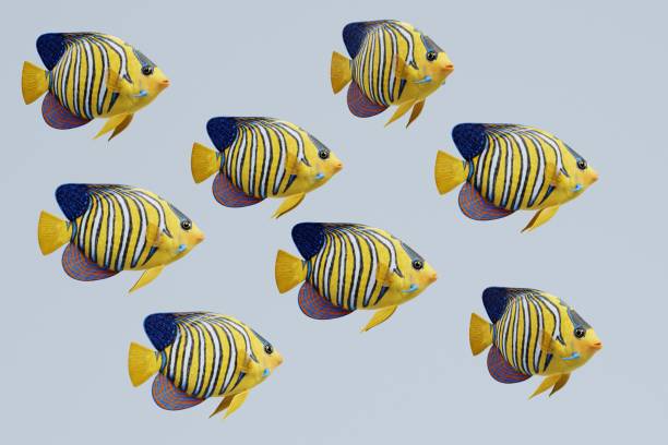 realistic 3d render of royal angelfish - imperial angelfish imagens e fotografias de stock