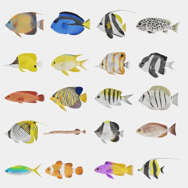 istock Realistic 3D Render of Tropical Fish Collection 950630818