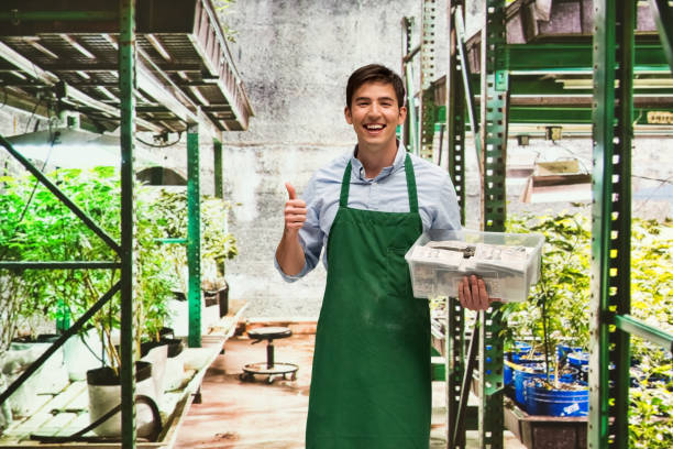 istock Man showing how profitable the marijuana business is 950633302