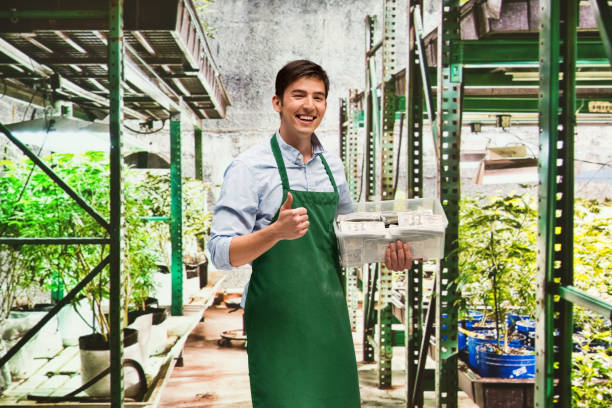 istock Man showing how profitable the marijuana business is 950633724