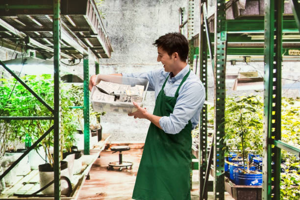 istock Man showing how profitable the marijuana business is 950634178