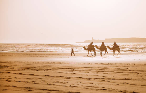 kamel-karawane am strand von essaouira - karawane stock-fotos und bilder