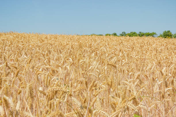 campo de trigo sobre un fondo del cielo - wheat winter wheat cereal plant spiked fotografías e imágenes de stock