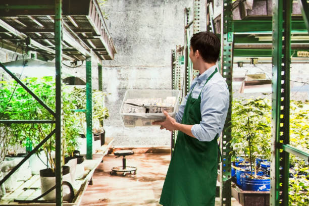 istock Man showing how profitable the marijuana business is 950637828