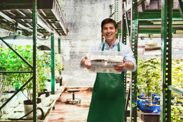 istock Man showing how profitable the marijuana business is 950637914