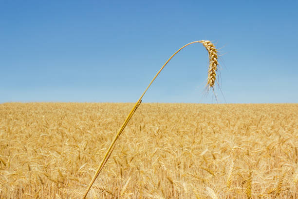 espiga de trigo contra del trigal y el cielo - wheat winter wheat cereal plant spiked fotografías e imágenes de stock