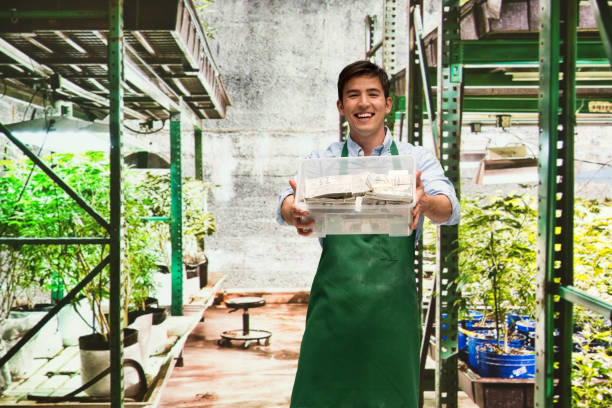 istock Man showing how profitable the marijuana business is 950638048
