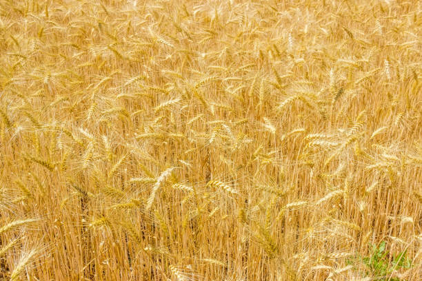 trigo maduro en un primer plano de campo - wheat winter wheat cereal plant spiked fotografías e imágenes de stock