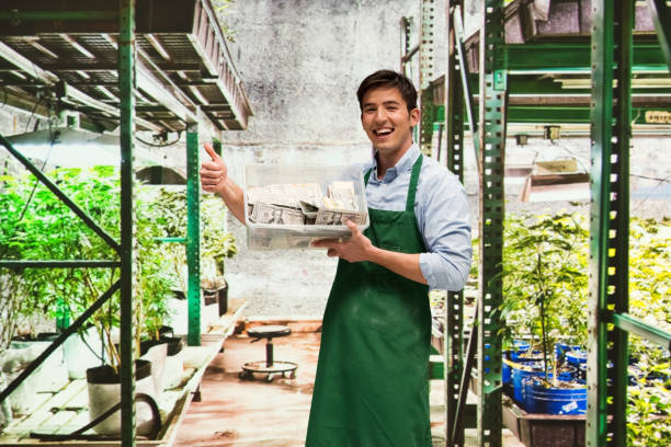 istock Man showing how profitable the marijuana business is 950638390