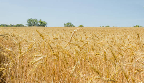 пшеничное поле на фоне деревьев и неба - wheat winter wheat cereal plant spiked стоковые фото и изображения
