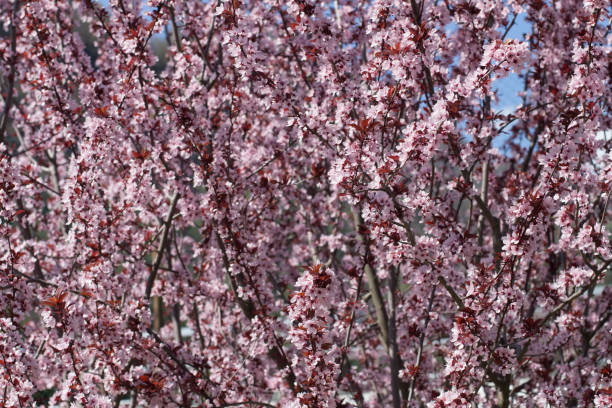istock Sakura pink flowers 950639120