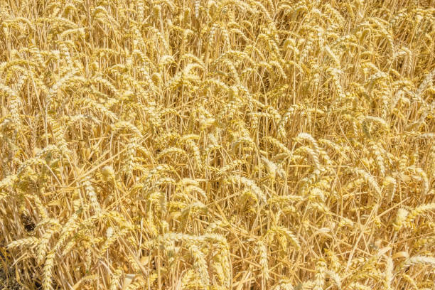fondo del trigo maduro en el campo - wheat winter wheat cereal plant spiked fotografías e imágenes de stock