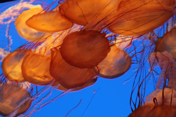 istock Jellyfish in aquarium 950639816