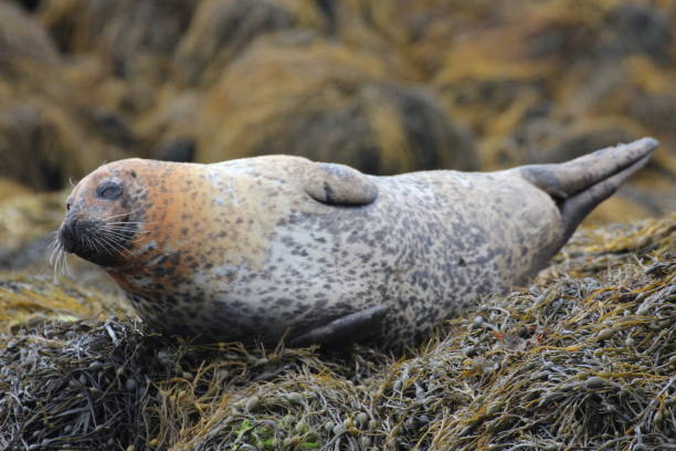 istock Seal at Dunvegan Castle, Isle of Skye 950639890