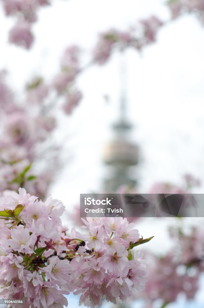 Olympiaturm in Munich  in cherry blossoms Olympiaturm in Munich( Germany ) in cherry blossoms April Stock Photo
