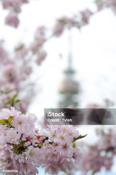 Olympiaturm In Munich In Cherry Blossoms Stock Photo - Download Image Now - April, Beauty, Blossom
