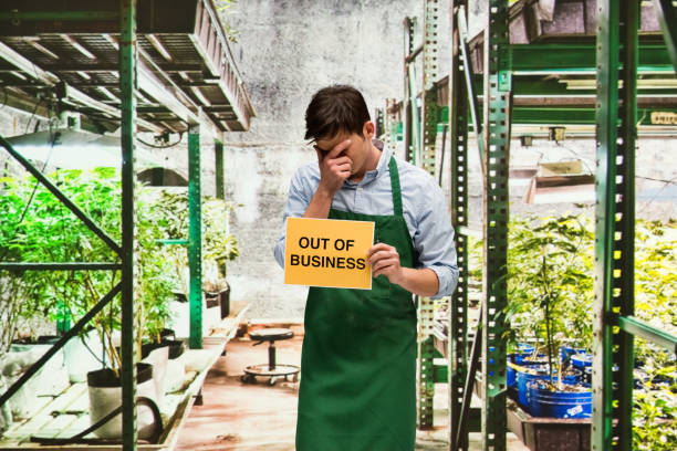 istock Business owner is sad that his marijuana business is closing 950640168