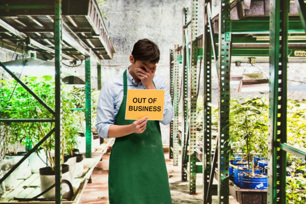 istock Business owner is sad that his marijuana business is closing 950642640