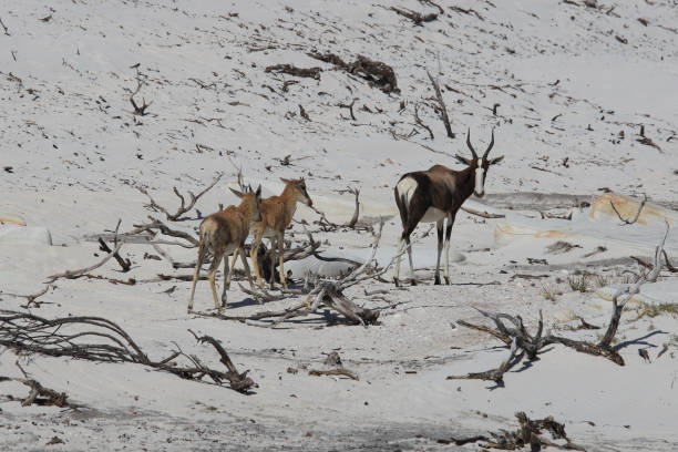 istock bontebok, Damaliscus pygargus, Cape Point, South Africa 950642740
