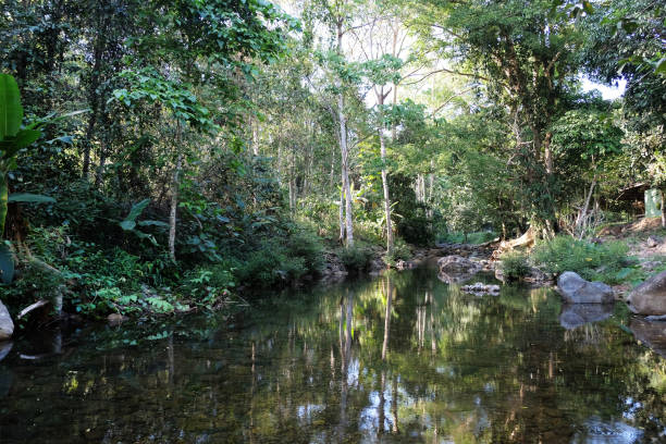istock Landscape of river and tree. Background and texture of nature. 950643376