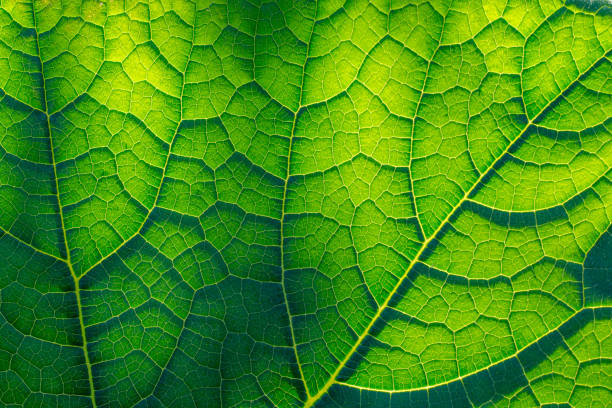 jasno zalany zielony liść - close up plant leaf macro zdjęcia i obrazy z banku zdjęć