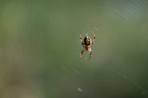 famille de neoscona sp - araneidae orb viewer - tisserin photos et images de collection