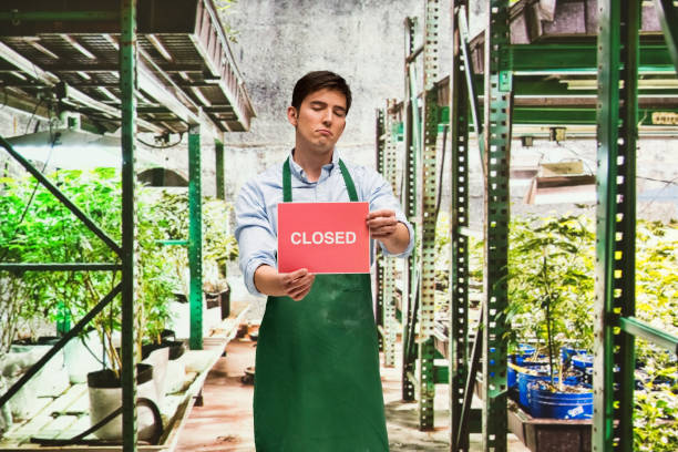 istock Business owner is sad that his marijuana business is closing 950644916