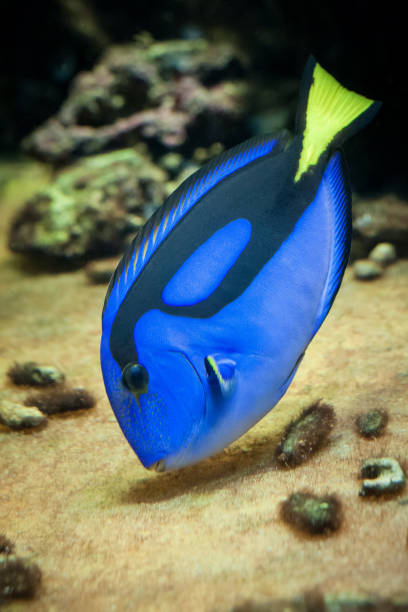 istock Famous aquarium fish Palette surgeonfish. 950645002