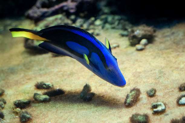 Famous aquarium fish Palette surgeonfish.