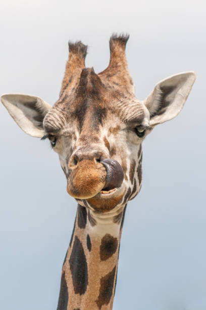 istock The giraffe (Giraffa) with a tongue out. 950645146