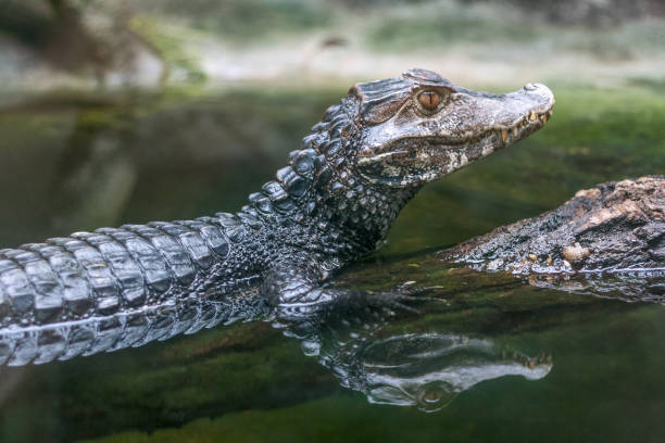 istock Reflection of The spectacled caiman - Caiman crocodilus. 950645150