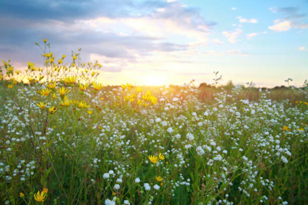 fiori selvatici al tramonto - prairie foto e immagini stock