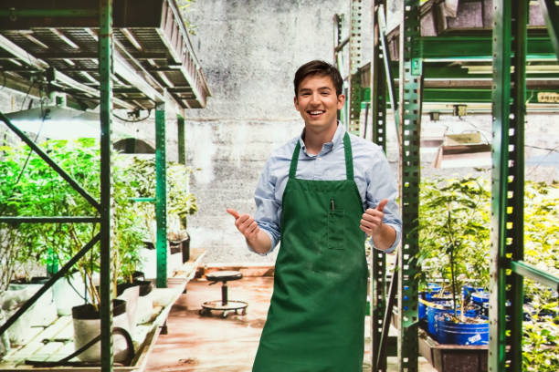 istock Worker is showing off a marijuana business 950649660