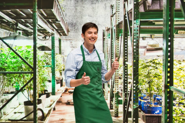 istock Worker is showing off a marijuana business 950650192
